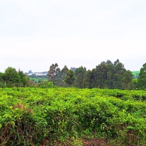 1Acre Land for Sale Near Limuru Girls