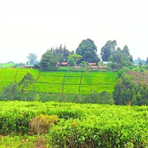 1-Acre Land for Sale in Riara Ridge