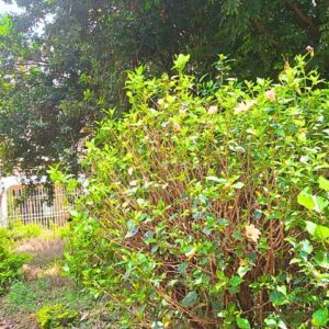 Commercial land for sale in Westlands