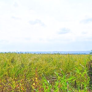 Land for sale in Isinya, Kajiado