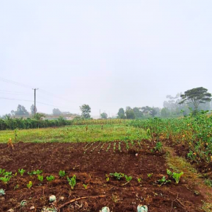 Rironi land for sale