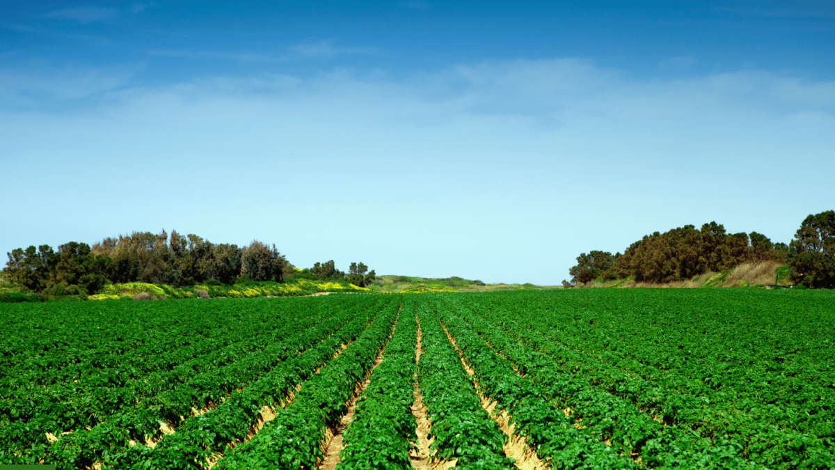 Untitled design - 2025-10-01T114225.329