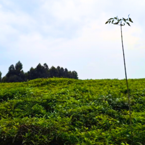 Limuru land for sale
