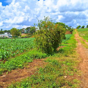 Tigoni land for sale